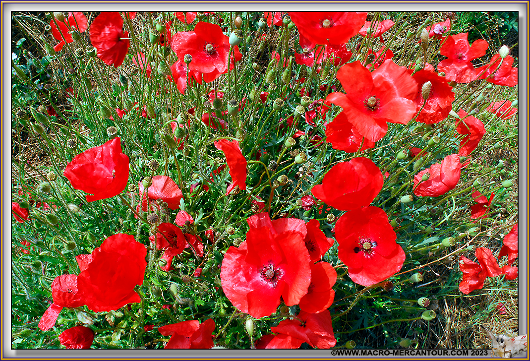 Coquelicots